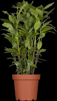 Laurus nobilis (Laurier) - afbeelding 6