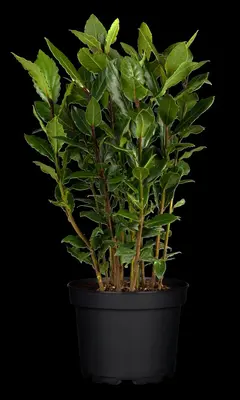 Laurus nobilis (Laurier) - afbeelding 16