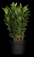 Laurus nobilis (Laurier) - afbeelding 16