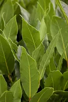 Laurus nobilis (Laurier) - afbeelding 5