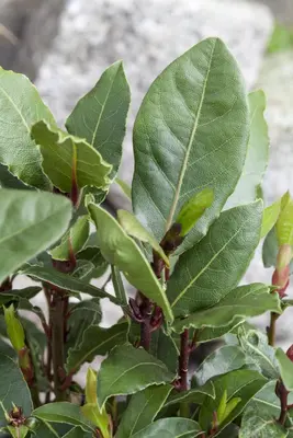 Laurus nobilis (Laurier) - afbeelding 11