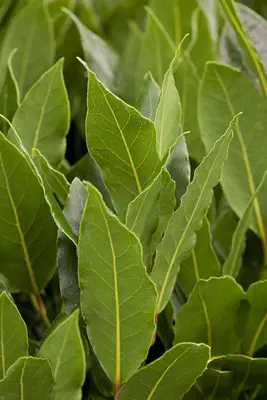 Laurus nobilis (Laurier) - afbeelding 5