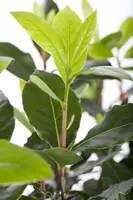 Laurus nobilis (Laurier) - afbeelding 8