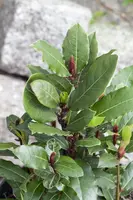 Laurus nobilis (Laurier) - afbeelding 12