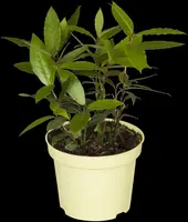 Laurus nobilis (Laurier) - afbeelding 15
