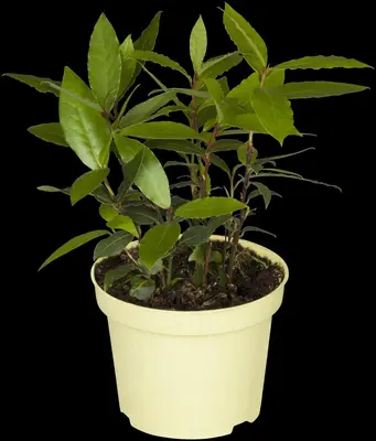 Laurus nobilis (Laurier) - afbeelding 15