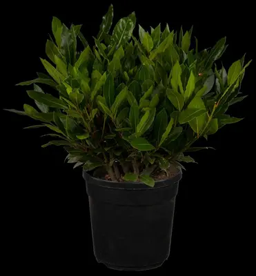 Laurus nobilis (Laurier) - afbeelding 1