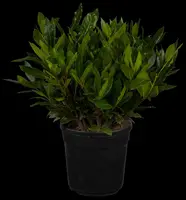Laurus nobilis (Laurier) - afbeelding 1