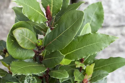 Laurus nobilis (Laurier) - afbeelding 13