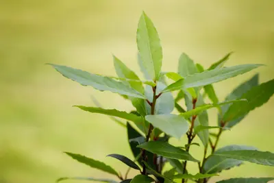 Laurus nobilis (Laurier) - afbeelding 14