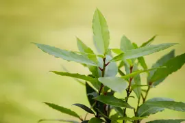 Laurus nobilis (Laurier) - afbeelding 14