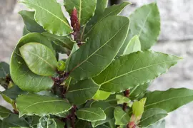 Laurus nobilis (Laurier) - afbeelding 13