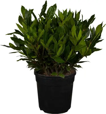 Laurus nobilis (Laurier) - afbeelding 1