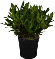 Laurus nobilis (Laurier) - afbeelding 1