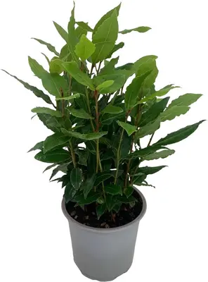 Laurus nobilis, Zylinder (Laurier) - afbeelding 1
