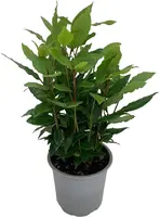 Laurus nobilis, Zylinder (Laurier) - afbeelding 1