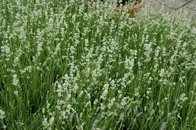 Lavandula Angustifolia Alba (Lavendel) - afbeelding 6