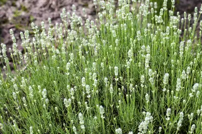 Lavandula Angustifolia Alba (Lavendel) - afbeelding 5