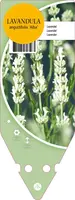 Lavandula Angustifolia Alba (Lavendel) - afbeelding 1
