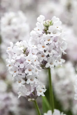 Lavandula Angustifolia Alba (Lavendel) - afbeelding 4