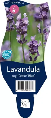 Lavandula angustifolia 'Dwarf Blue' (Lavendel) - afbeelding 1