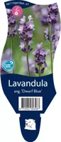 Lavandula angustifolia 'Dwarf Blue' (Lavendel) - afbeelding 1