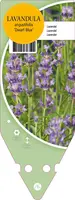 Lavandula Angustifolia Dwarf Blue (Lavendel) - afbeelding 1