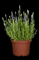 Lavandula angustifolia 'Dwarf Blue' (Lavendel) - afbeelding 3