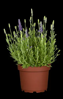 Lavandula Angustifolia Dwarf Blue (Lavendel) - afbeelding 5