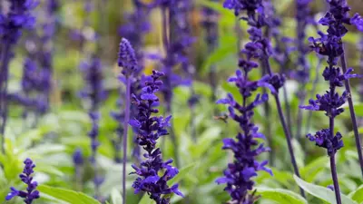 Lavandula angustifolia 'Hidcote' (Lavendel) - afbeelding 2