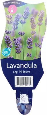 Lavandula angustifolia 'Hidcote' (Lavendel) - afbeelding 1