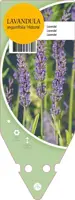 Lavandula Angustifolia Hidcote (Lavendel) - afbeelding 1