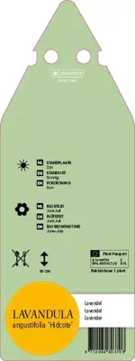 Lavandula Angustifolia Hidcote (Lavendel) - afbeelding 2
