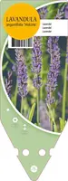 Lavandula Angustifolia Hidcote (Lavendel) kopen?