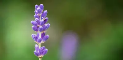 Lavandula angustifolia 'Hidcote' (Lavendel) - afbeelding 3