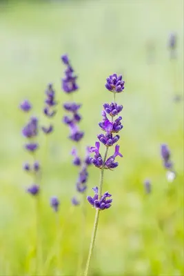 Lavandula angustifolia 'Hidcote' (Spijklavendel 'Hidcote') - afbeelding 12