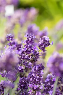 Lavandula angustifolia 'Hidcote' (Spijklavendel 'Hidcote') - afbeelding 13
