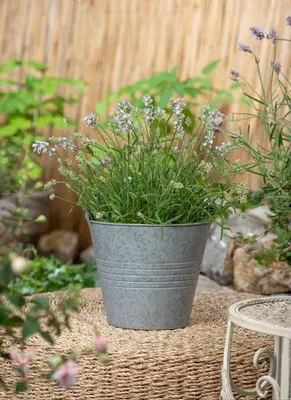 Lavandula angustifolia 'Hidcote' (Spijklavendel 'Hidcote') - afbeelding 6