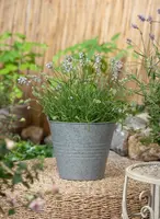 Lavandula angustifolia 'Hidcote' (Spijklavendel 'Hidcote') - afbeelding 6