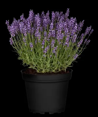 Lavandula angustifolia 'Hidcote' (Spijklavendel 'Hidcote') - afbeelding 7