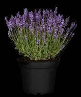 Lavandula angustifolia 'Hidcote' (Spijklavendel 'Hidcote') - afbeelding 7