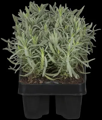 Lavandula angustifolia 'Hidcote' (Spijklavendel 'Hidcote') - afbeelding 3