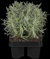 Lavandula angustifolia 'Hidcote' (Spijklavendel 'Hidcote') - afbeelding 3