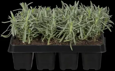 Lavandula angustifolia 'Hidcote' (Spijklavendel 'Hidcote') - afbeelding 4