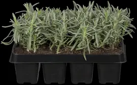 Lavandula angustifolia 'Hidcote' (Spijklavendel 'Hidcote') - afbeelding 4