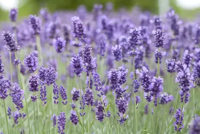 Lavandula angustifolia 'Hidcote' (Spijklavendel 'Hidcote') - afbeelding 1