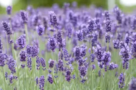 Lavandula angustifolia 'Hidcote' (Spijklavendel 'Hidcote') - afbeelding 1