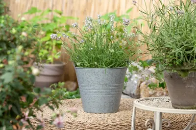 Lavandula angustifolia 'Hidcote' (Spijklavendel 'Hidcote') - afbeelding 5