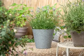 Lavandula angustifolia 'Hidcote' (Spijklavendel 'Hidcote') - afbeelding 5