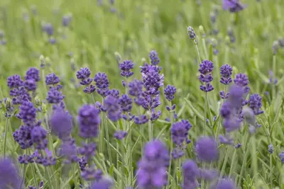 Lavandula angustifolia 'Hidcote' (Spijklavendel 'Hidcote') - afbeelding 8